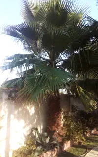 درخت پالم واشنگتن