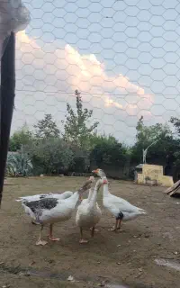 قو غاز