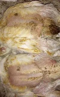 تلفات برای خوراک سگ گربه