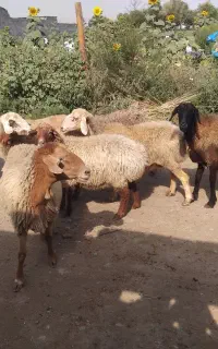 گوسفند داشتی جوان