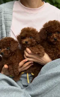 توله سگ Dog توی پودل ۶۵ روز وارداتی رد red دارک رد