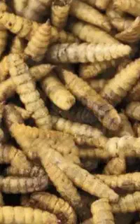 لارو خشک مگس سرباز سیاه