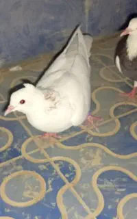 کفتر کبوتر