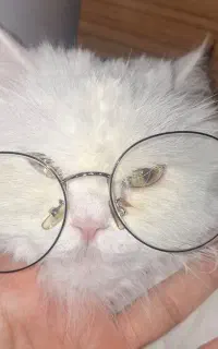 گربه