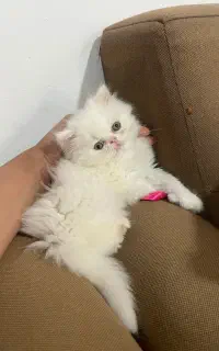 فروش بچه گربه پرشین سوپر فلت