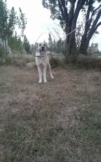 سگ سرابی