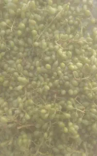 غوره مخصوص آب غوره