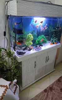 شیشه خم ۱۰ میل شرکتی