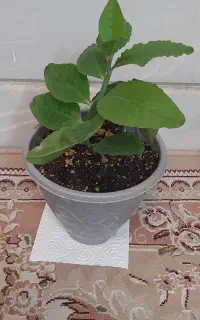 گلدان گندمی ابلق۵۵