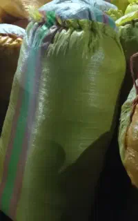 کاه گندم امسال پُر خوشه زعفرانی