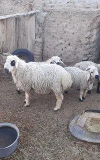 بره نر گوشتی