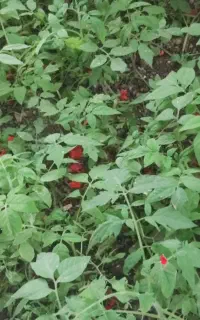 نهال گوجه فرنگی