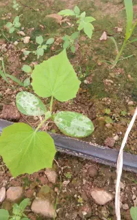 به ۳ یا ۴ کارگر خانوم در گلخانه خیار نیازمندیم