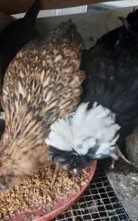 مرغ وخروس