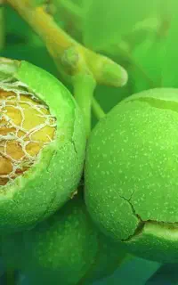 نهال گردو بوانات