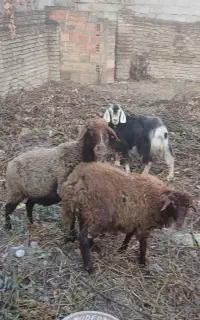 گوسفند بز