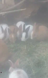 فروش بچه  خرگوش