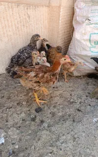 تعدادی جوجه از یک هفته یا چهارماه