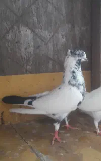 دو عدد کبوتر پرشی