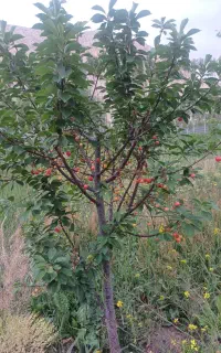 یک نفر برای چوپانی