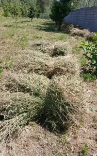 فروش یونجه