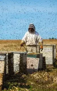 عسل تغذیه زنبوری درجه یک حلب ۲۷ کیلویی