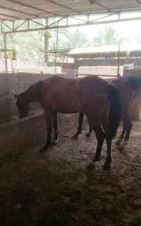 مادیون دره شور