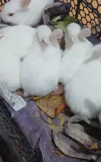 خرگوش