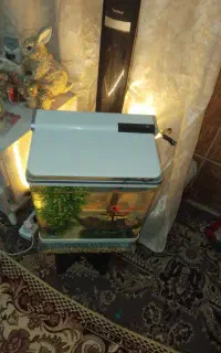 اکواریوم فانتزی شرکتی