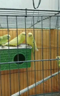 فروش۹تامرغ عشق بالغ سرحال