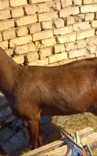 بز و کهره