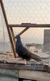 کفتر ماده