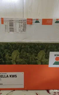 بذر چغندر ایزابلا