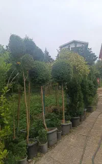 فروش انواع گل و نهال مرکبات و کیوی در نشتارود