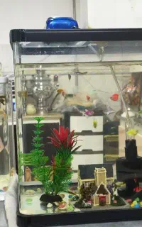 2تا آکواریوم شیشه خم شرکتی  بزگ و کوچک هراه ماهی