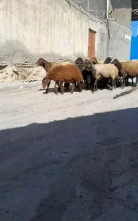 میش بره