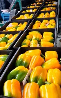 افزایش باردهی و کیفیت فلفل دلمه صادراتی (تضمینی)