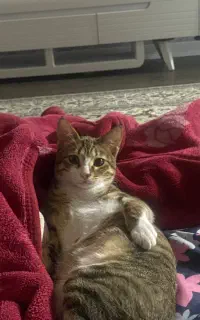 واگذاری گربه