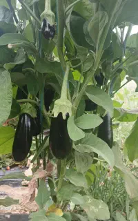 پلاستیک گلخانه‌ای