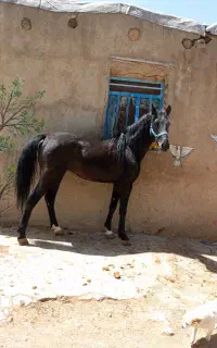 اسب کورد