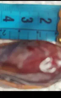 خرما مضافتی  درجه 1
