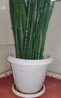گل سانسوریا