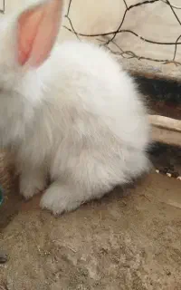بچه خرگوش لوپ