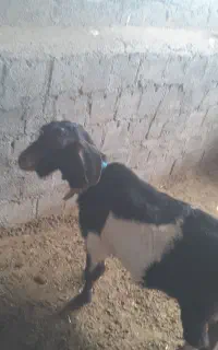 فروش سه تا بز شیری