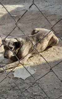 واگذاری سگ نگهبان