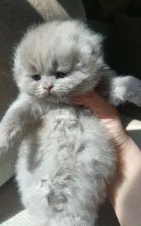 واگذاری گربه