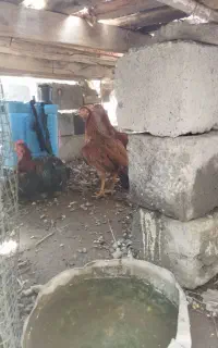 مرغ وجوجه