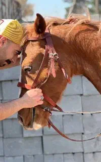 فروش مادیون و نریون پرخون کرد سواری دار ۴نشون