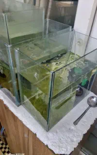 فروش تعدادی ماهی