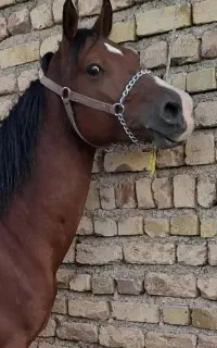 خرید و فروش اسب